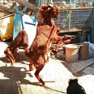8 عدد بز پاکستانی نر و ماده