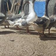 غاز چاق معاوضه با لاری