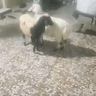 فروش دوعدد بره دورگ ترکی ادرس خودبستک