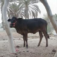 گاو ماده برای داشت