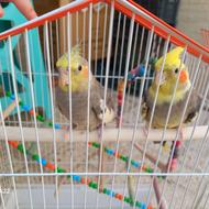 عروس هلندی