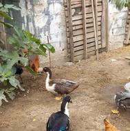 پنج اردک دورگه درشت