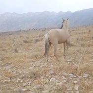 اسب مادیان