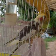 عروس هلندی نر