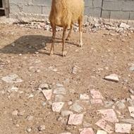 گوسفند ماده ابستن جوان مخصوص داشتی