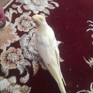 فروش جوجه عروس هلندی
