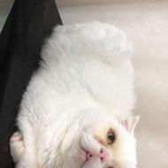 گربه فروش مقطوع