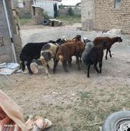 گوسفند....