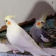 یک جفت عروس هلندی