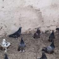 کبوتر جو و دمیری
