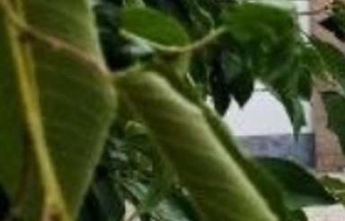 معاوضه خانه مسکونی یک طبقه با آپارتمان در تهران و کرج