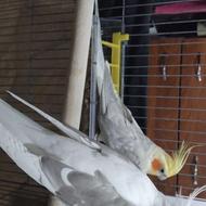 طوطی عروس نروماده