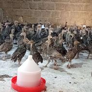 فروش جوجه بوقلمون برنز 50روزه