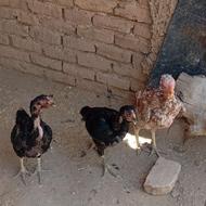ب سه عدد مرغ لاری سالم