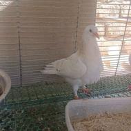 جوجه کبوتر یک ماهه