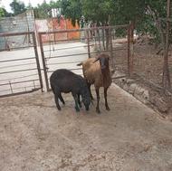گوسفند بره مار بره سیلک نرو ماده