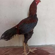 خروس نسل بالا