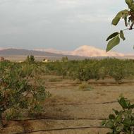 کارگر ساده باغ
