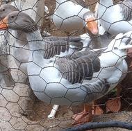 فروش غاز محلی