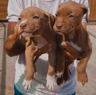توله پیت بول pit bull american سگ