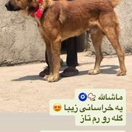 سگ آلابای خراسان سراب