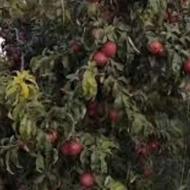 کارگر برای باغ قرلو