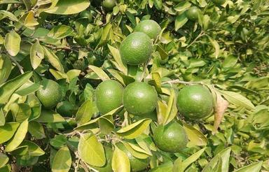 فروش 2000 متر زمین باغی