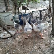 جوجه غاز 75 روزه
