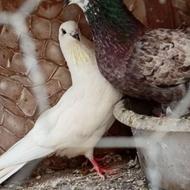 کبوتر پرشی یک جفت جوجه کشی