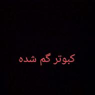 کبوتر گم شده 6 عدد
