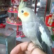 طوطی عروس رام نر