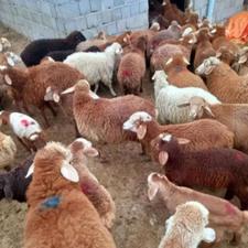 گوسفند زنده در تهرانپارس غربی حکیمیه پردیس