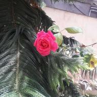 نیروی کار در منزل در حوالی دهمتری اول