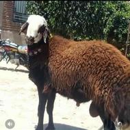 گوسفند زنده در پاسداران نیاوران تجریش ازگل لویزان
