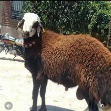 گوسفند زنده در پاسداران نیاوران تجریش ازگل لویزان