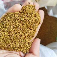 بذر یونجه پا بلند تضمینی