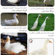 فروش اردک چاق ارزون
