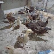 فروش جوجه طاووس وقرقاول
