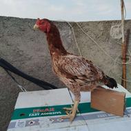 مرغ لاری درجه یک،دونگ بالا،دانه 4 تومان