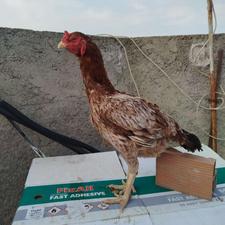 مرغ لاری درجه یک،دونگ بالا،دانه 4 تومان