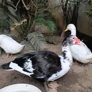 اردک نژاد دار و معمولی 4 عدد