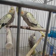 4 تا عروس هلندی 2 و 3 ماهه