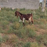 بزغاله پاکستانی تکه ای