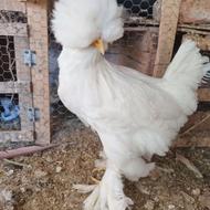 جوجه لهستانی یا سلطان 3 روزه