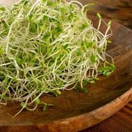 جوانه تازه خوراکی شبدر (سالاد) رژیمی