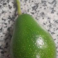 میوه آووکادو