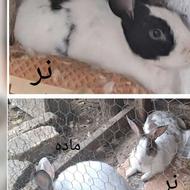 3 عدد خرگوش بالغ معاوضه