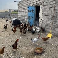 جوجه و مرغ و خروس