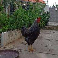 خروس پلیموت راک (جوان و درشت)