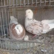 کبوتر پرشی آسمان خراش
